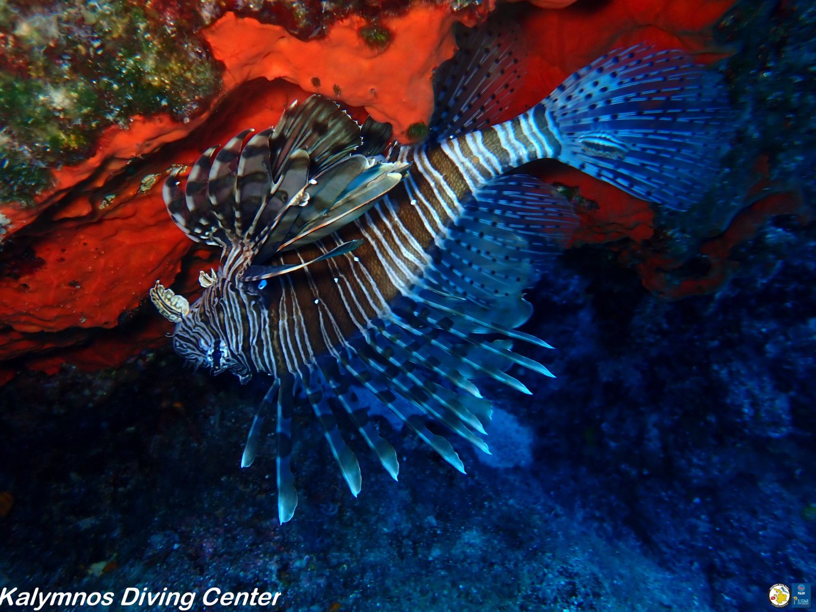 Amphoras garden reef