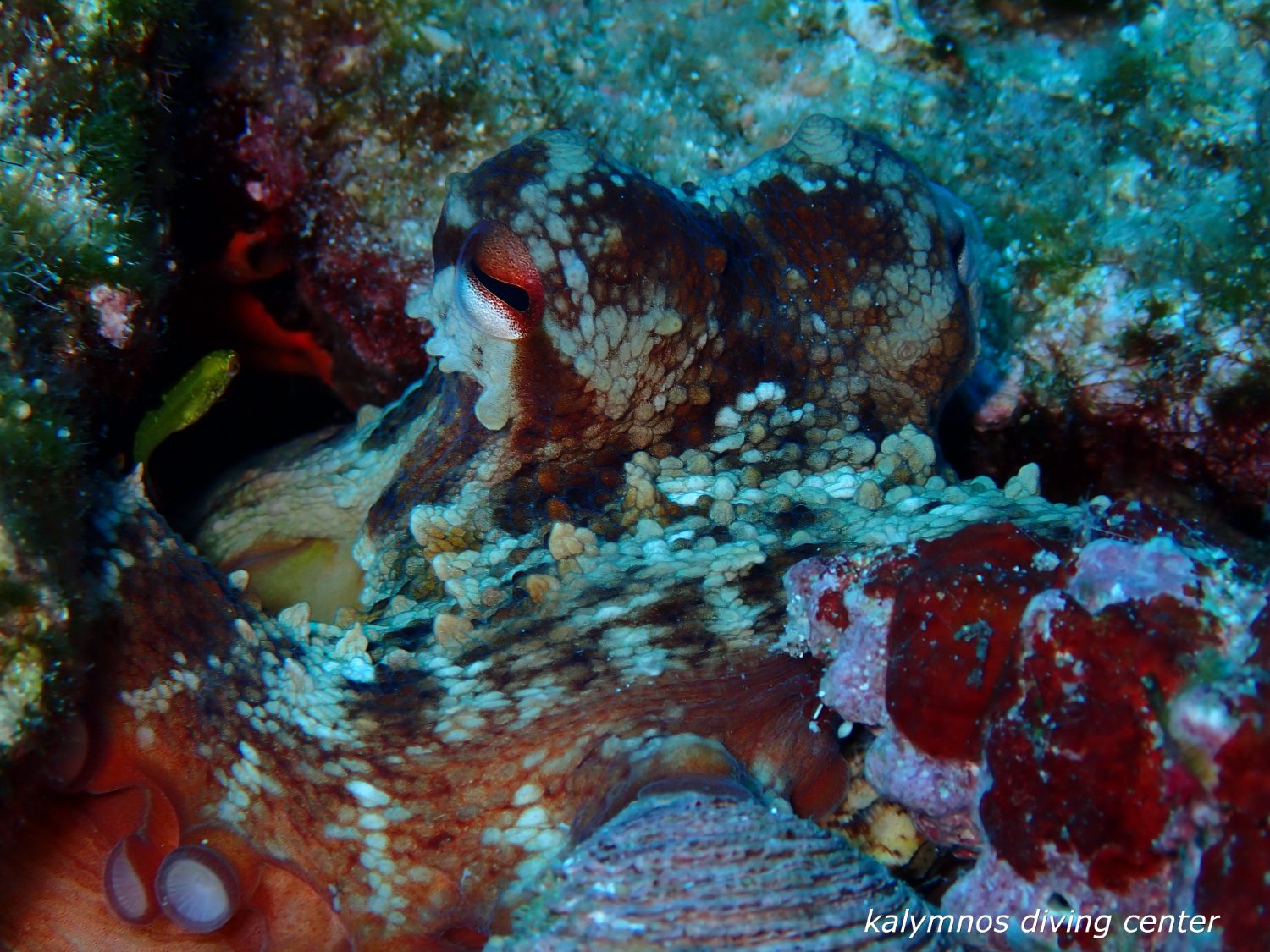 Octopus in the reef