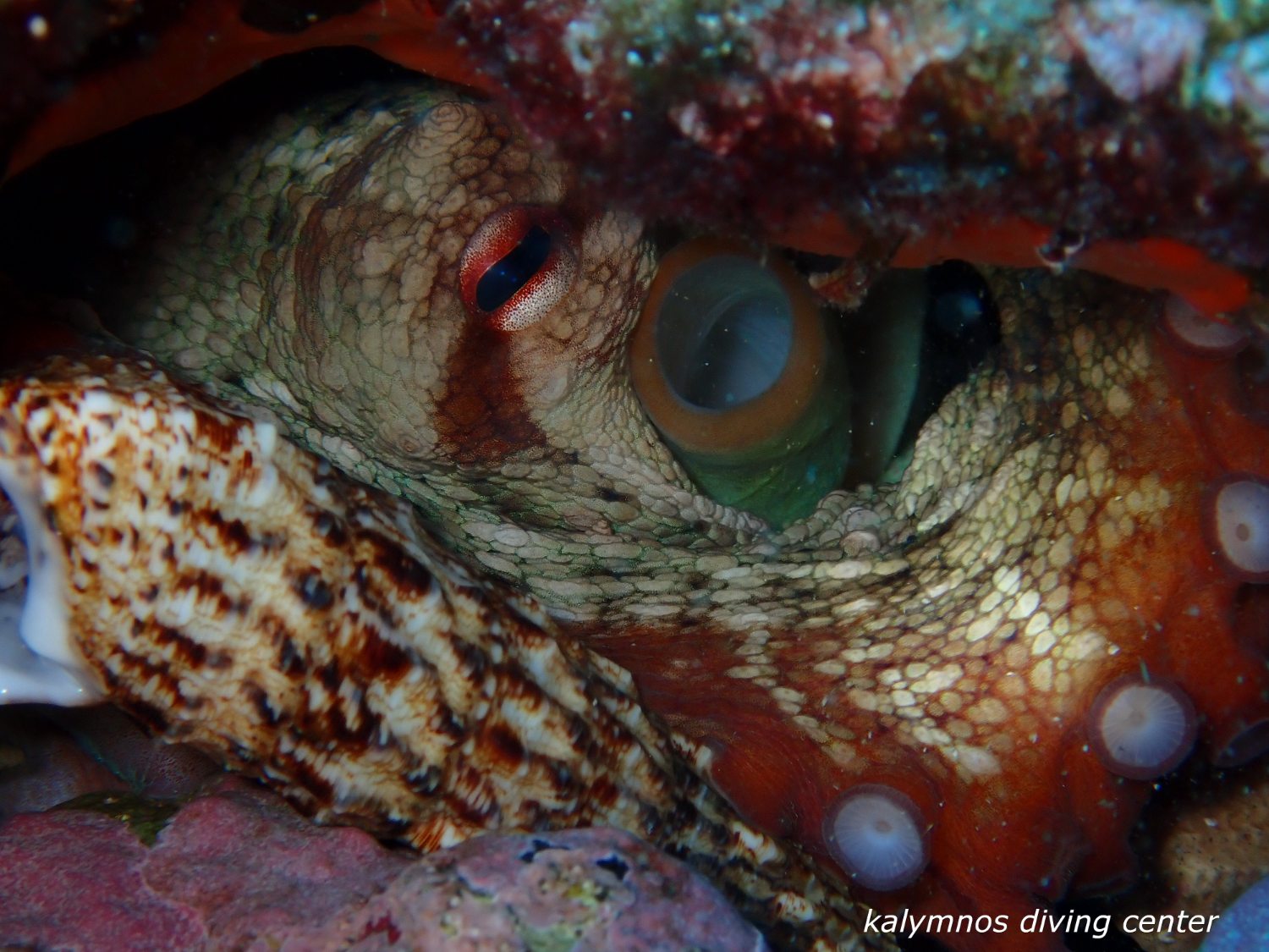 Close-up of an octopus eye
