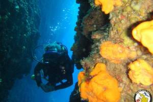 A certified diver beside orange sponges