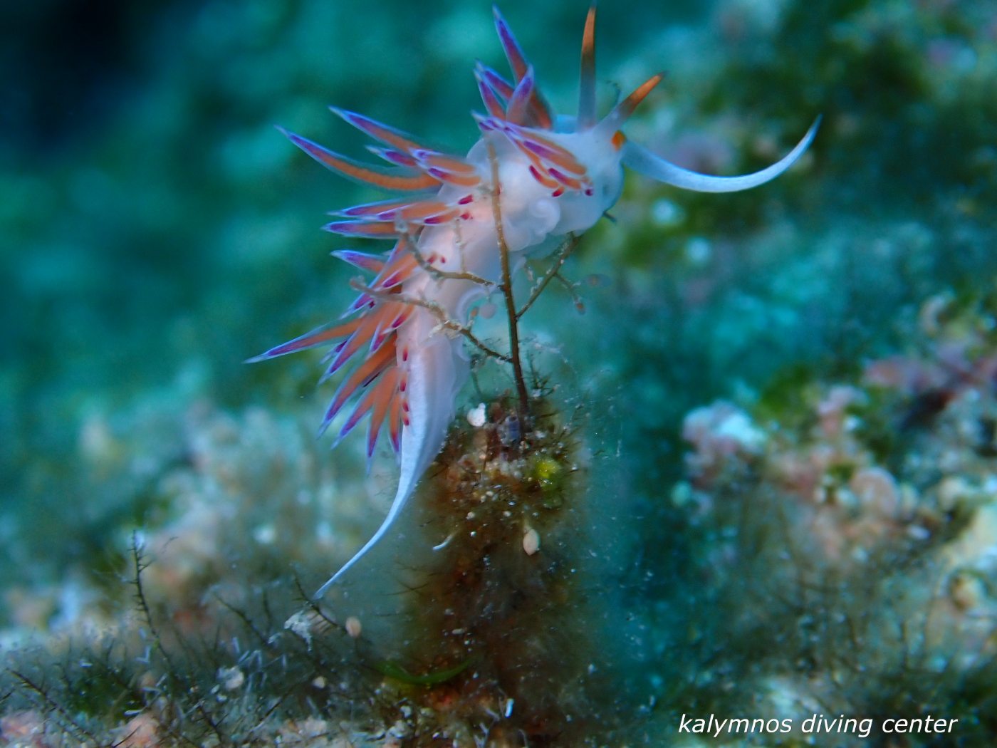Flabellina nudibranch