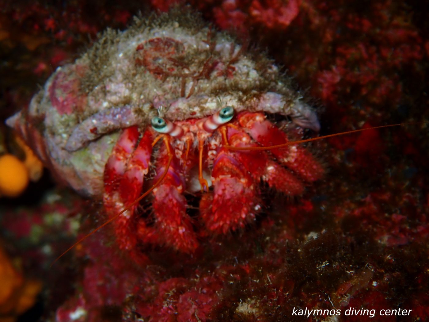 Hermit crab on the reef
